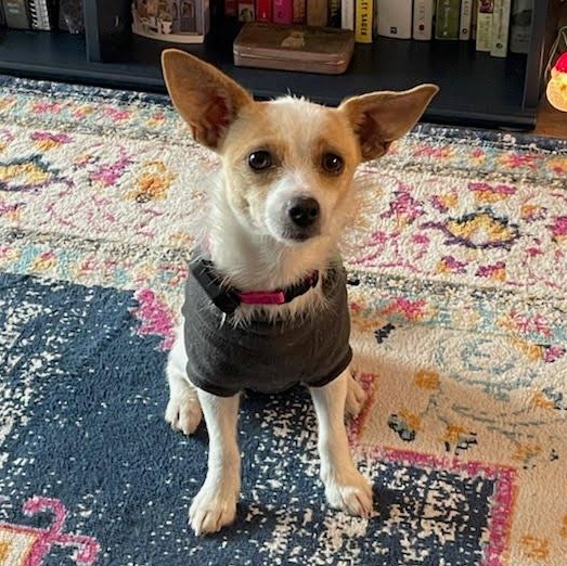 Daisy, Adoptable, Young Female Jack Russell Terrier.