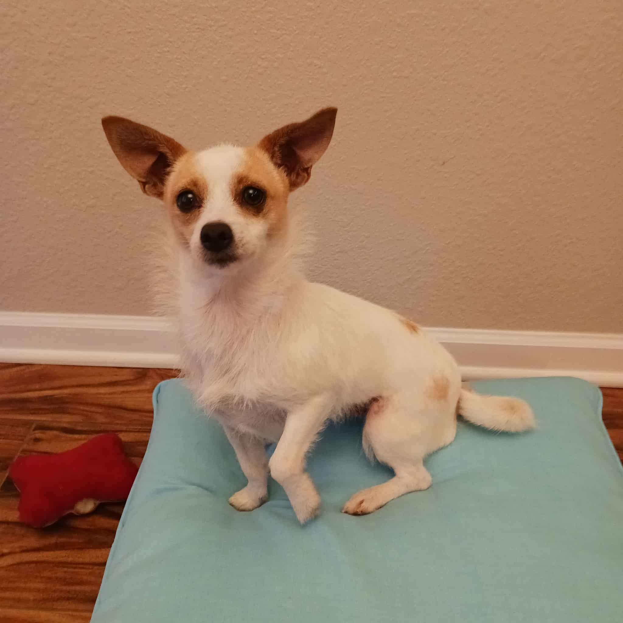 Enlarge Daisy, a Adoptable mixed breed in Hopkinton, MA image 3/6