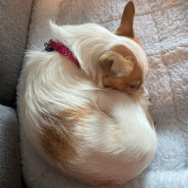 Enlarge Daisy, a Adoptable mixed breed in Hopkinton, MA image 4/6