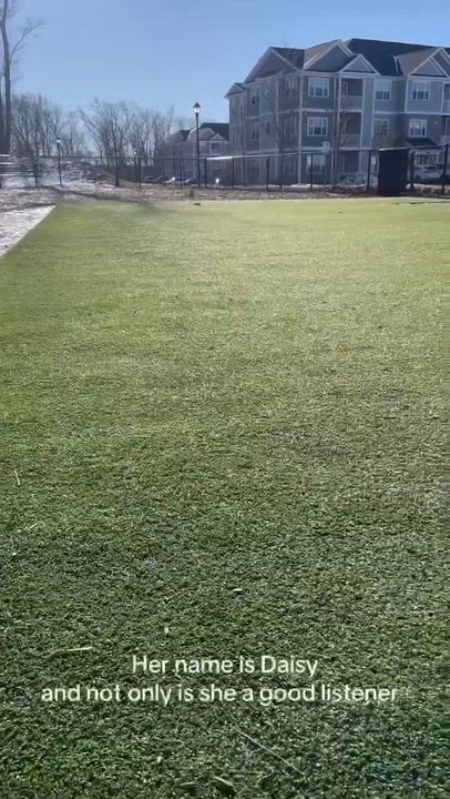 Enlarge Daisy, a Adoptable mixed breed in Hopkinton, MA video 6/6