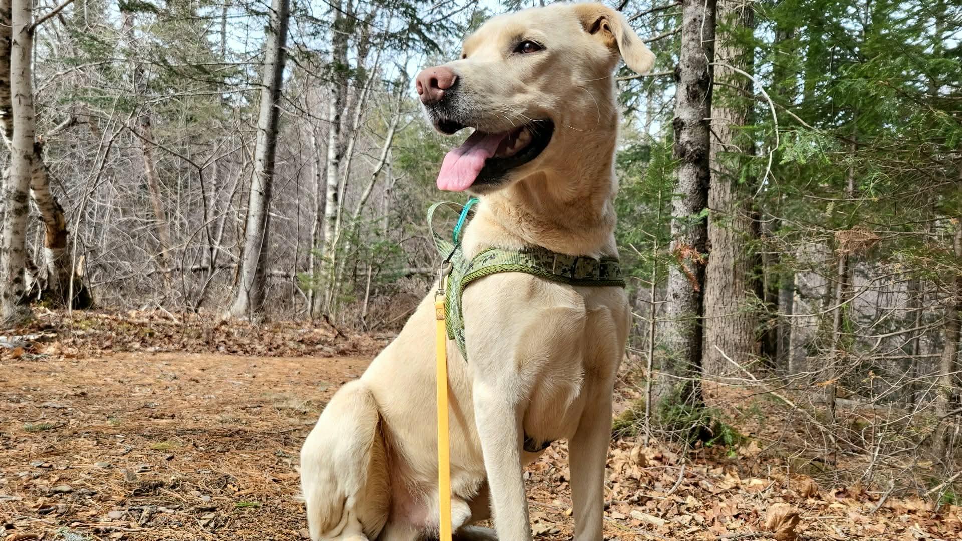 Oakley, ADOPTABLE, Adult Male Yellow Labrador Retriever.
