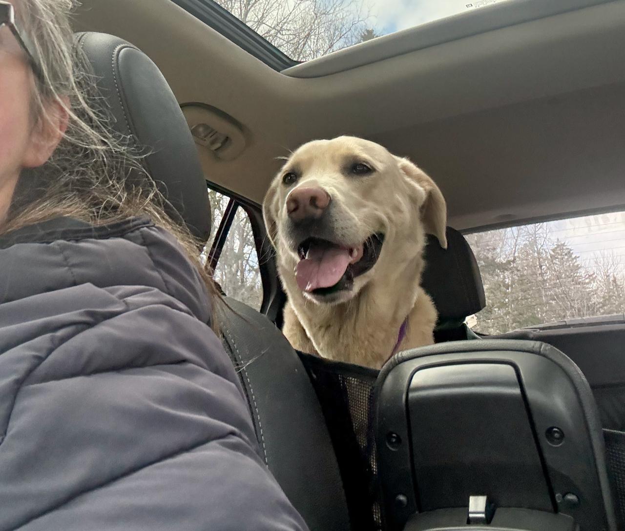 Oakley, ADOPTABLE, Adult Male Yellow Labrador Retriever.