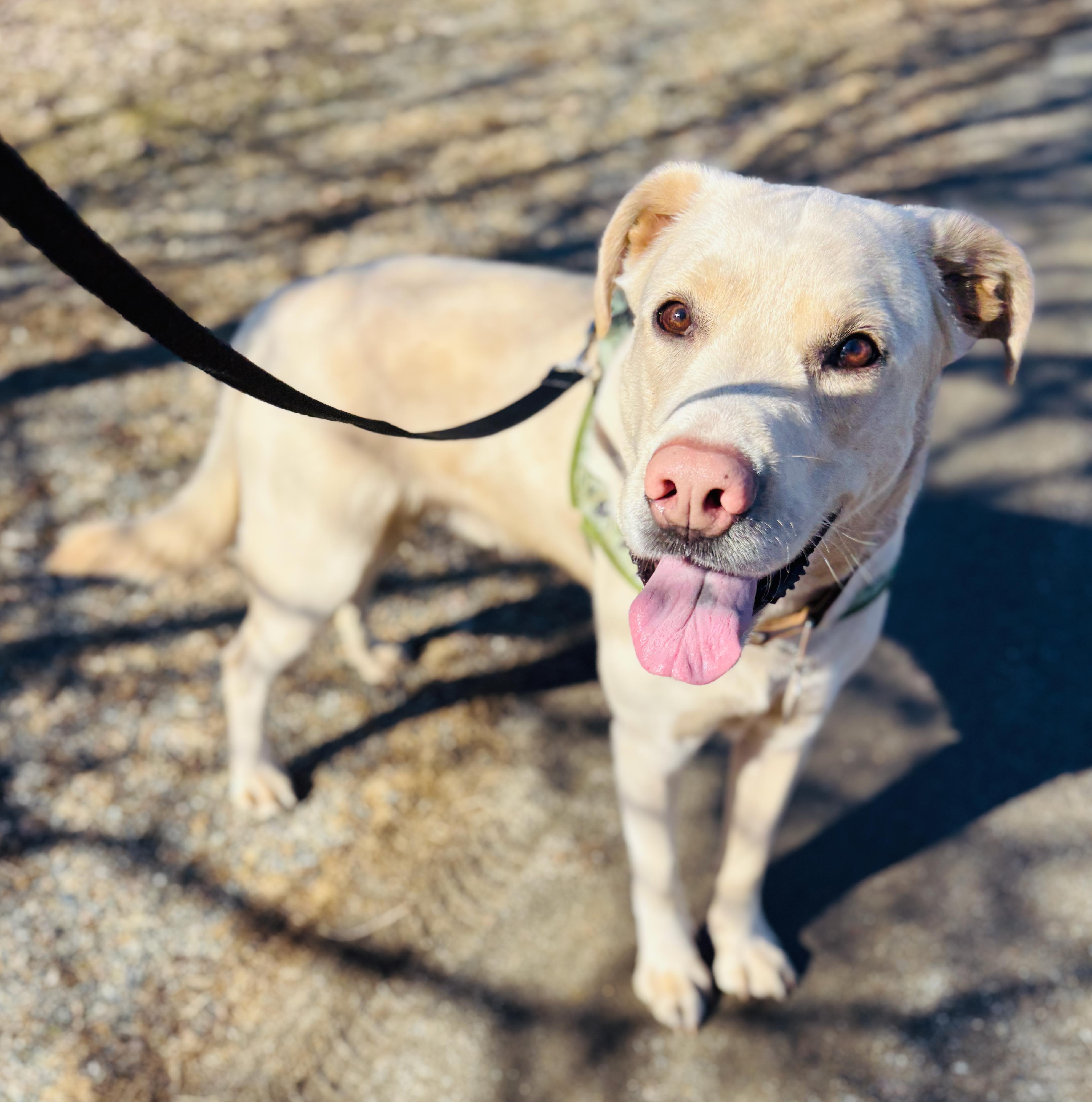 Enlarge Oakley, a ADOPTABLE mixed breed in St Stephen, NB image 3/3