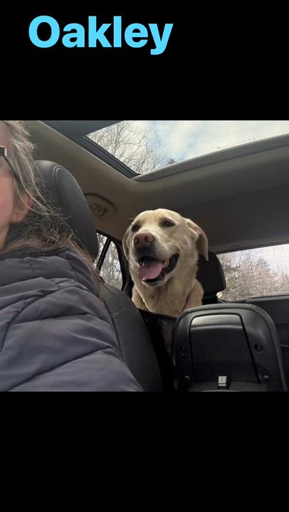 Enlarge Oakley, a ADOPTABLE mixed breed in St Stephen, NB video 2/3