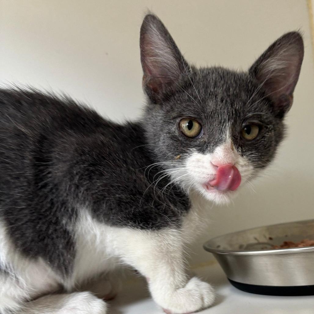 Juliette, Adoptable, Kitten Female Domestic Short Hair.