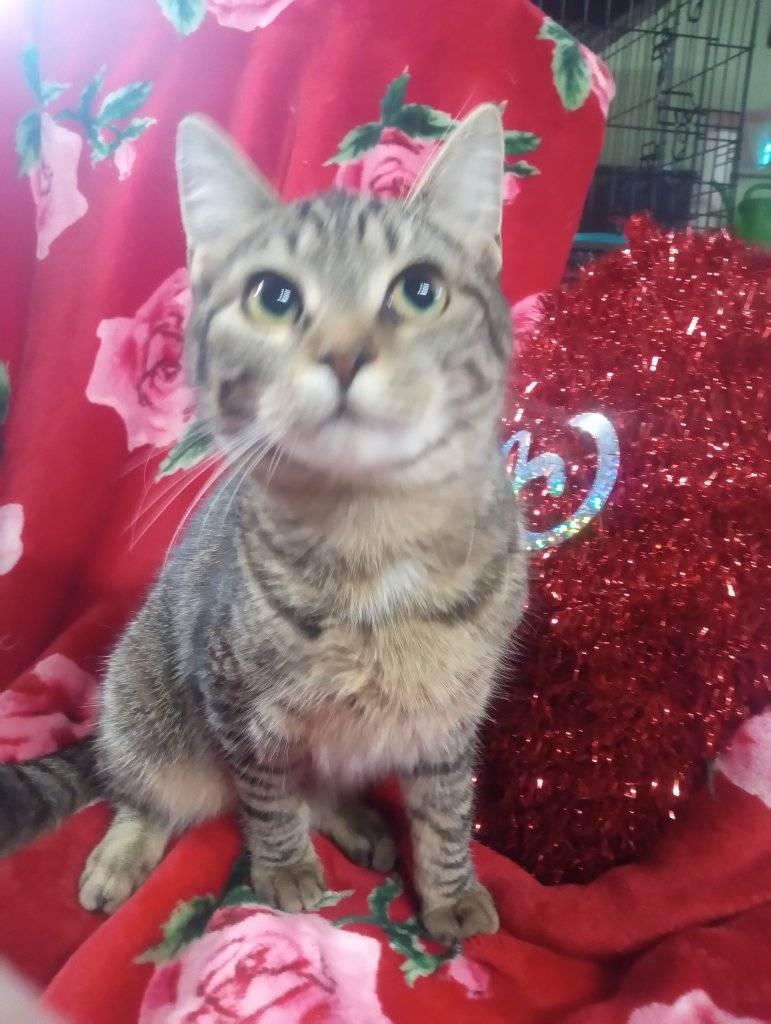 Bonnie, Adoptable, Young Female Domestic Short Hair.