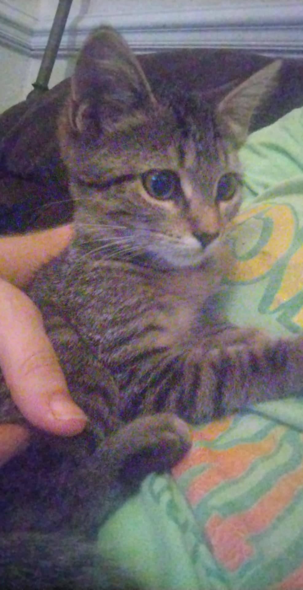 Enlarge Bonnie, a Adoptable Domestic Short Hair in Scotland Neck, NC image 2/4