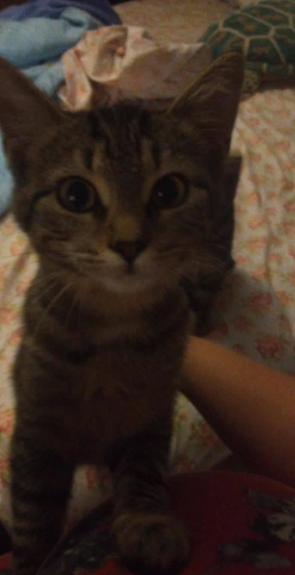 Enlarge Bonnie, a Adoptable Domestic Short Hair in Scotland Neck, NC image 3/4