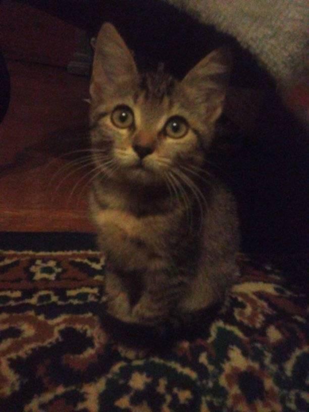 Enlarge Bonnie, a Adoptable Domestic Short Hair in Scotland Neck, NC image 4/4