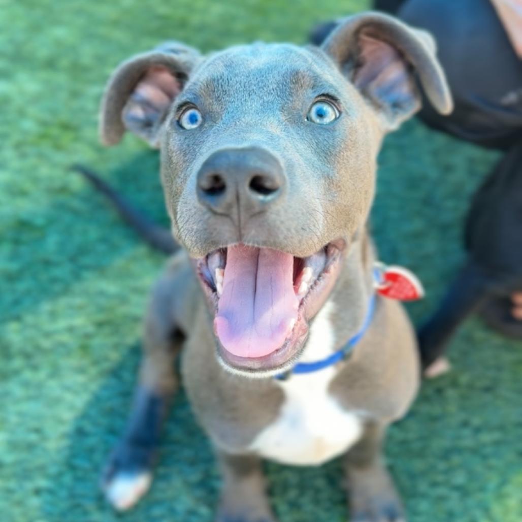 Enlarge Vinny A5799162, a Adoptable Pit Bull Terrier in Mission Hills, CA image 1/6