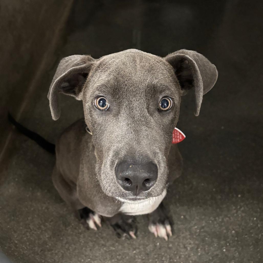 Enlarge Vinny A5799162, a Adoptable Pit Bull Terrier in Mission Hills, CA image 2/6
