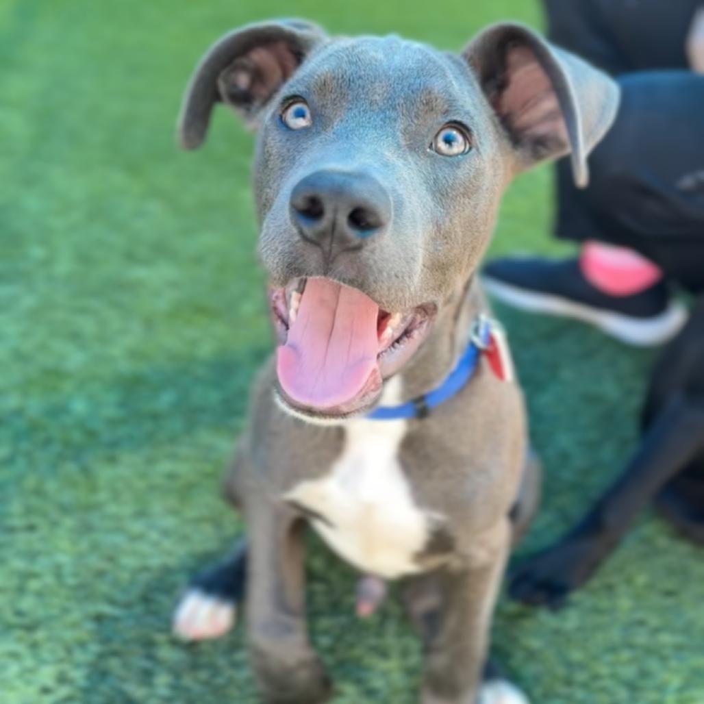 Enlarge Vinny A5799162, a Adoptable Pit Bull Terrier in Mission Hills, CA image 3/6