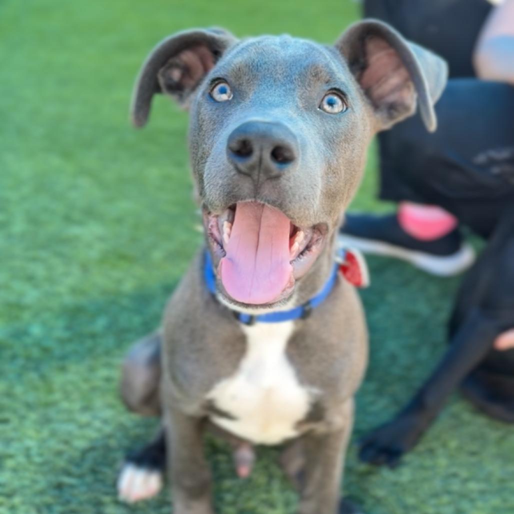 Enlarge Vinny A5799162, a Adoptable Pit Bull Terrier in Mission Hills, CA image 4/6