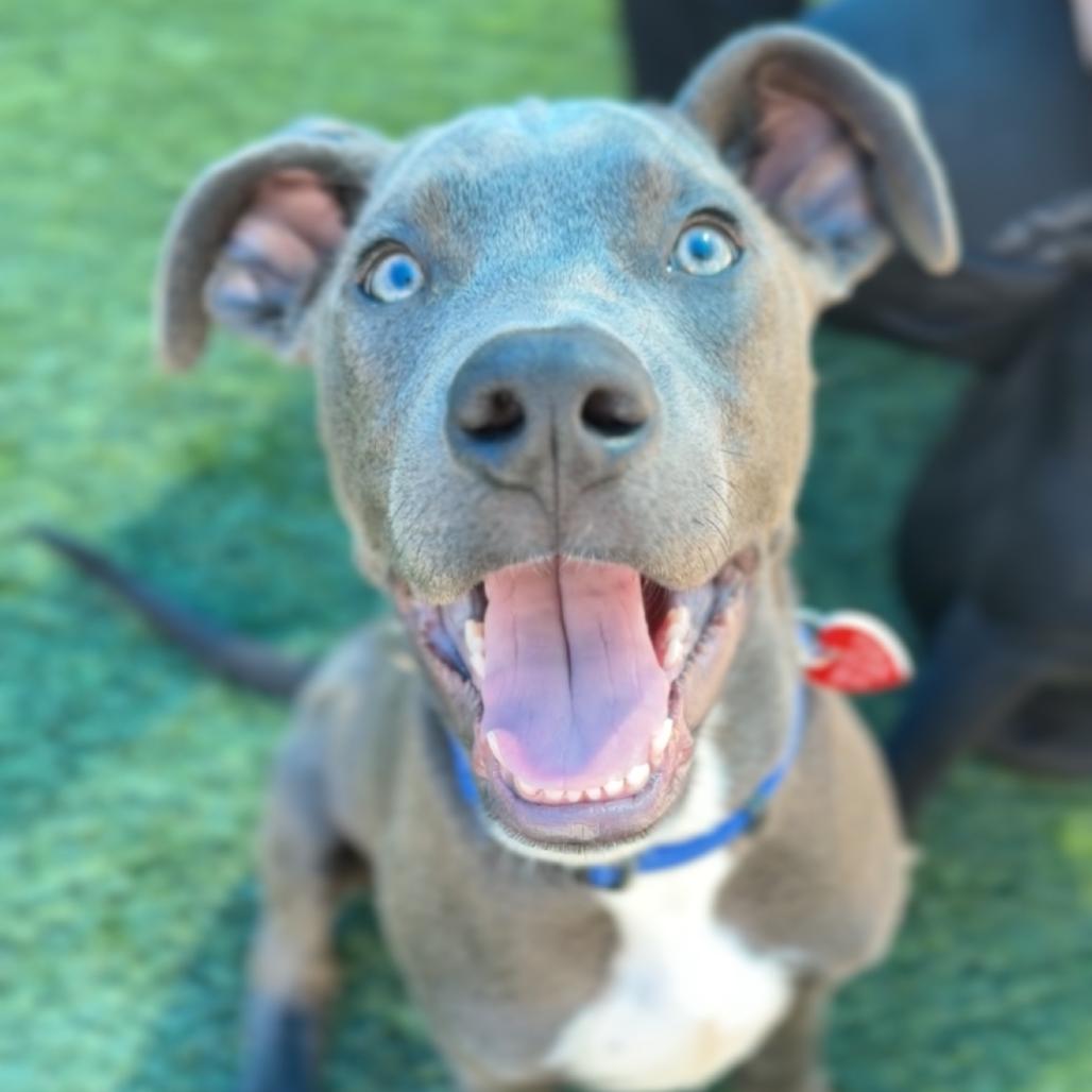 Enlarge Vinny A5799162, a Adoptable Pit Bull Terrier in Mission Hills, CA image 5/6