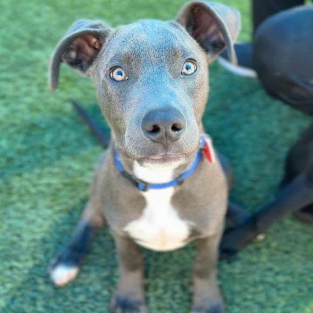 Enlarge Vinny A5799162, a Adoptable Pit Bull Terrier in Mission Hills, CA image 6/6