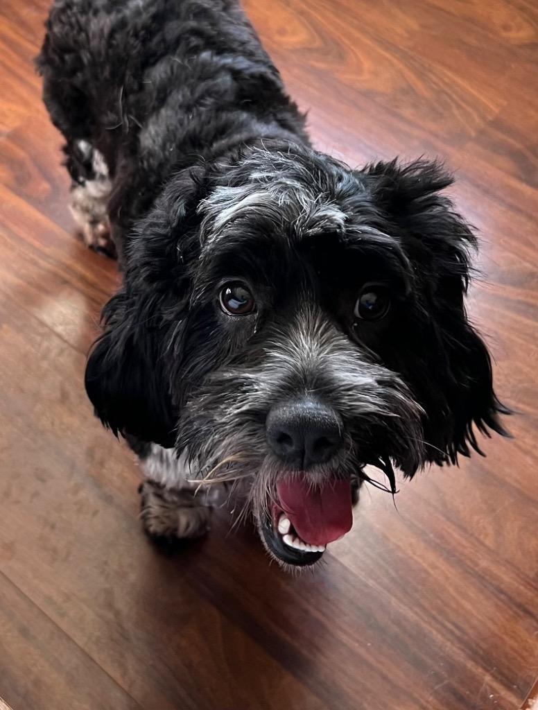 Enlarge Albert, a Adoptable Cocker Spaniel in Leander, TX image 1/3