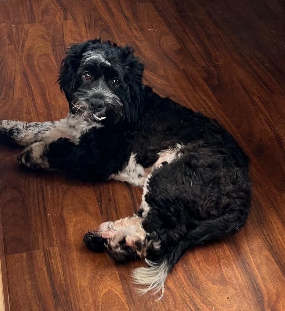 Enlarge Albert, a Adoptable Cocker Spaniel in Leander, TX image 2/3