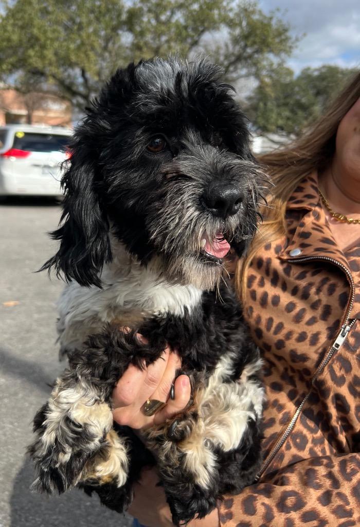 Enlarge Albert, a Adoptable Cocker Spaniel in Leander, TX image 3/3