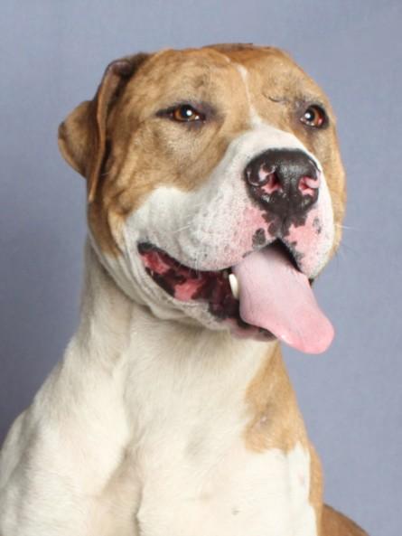ANDRE, Adoptable, Young Male Pit Bull Terrier & Catahoula Leopard Dog.