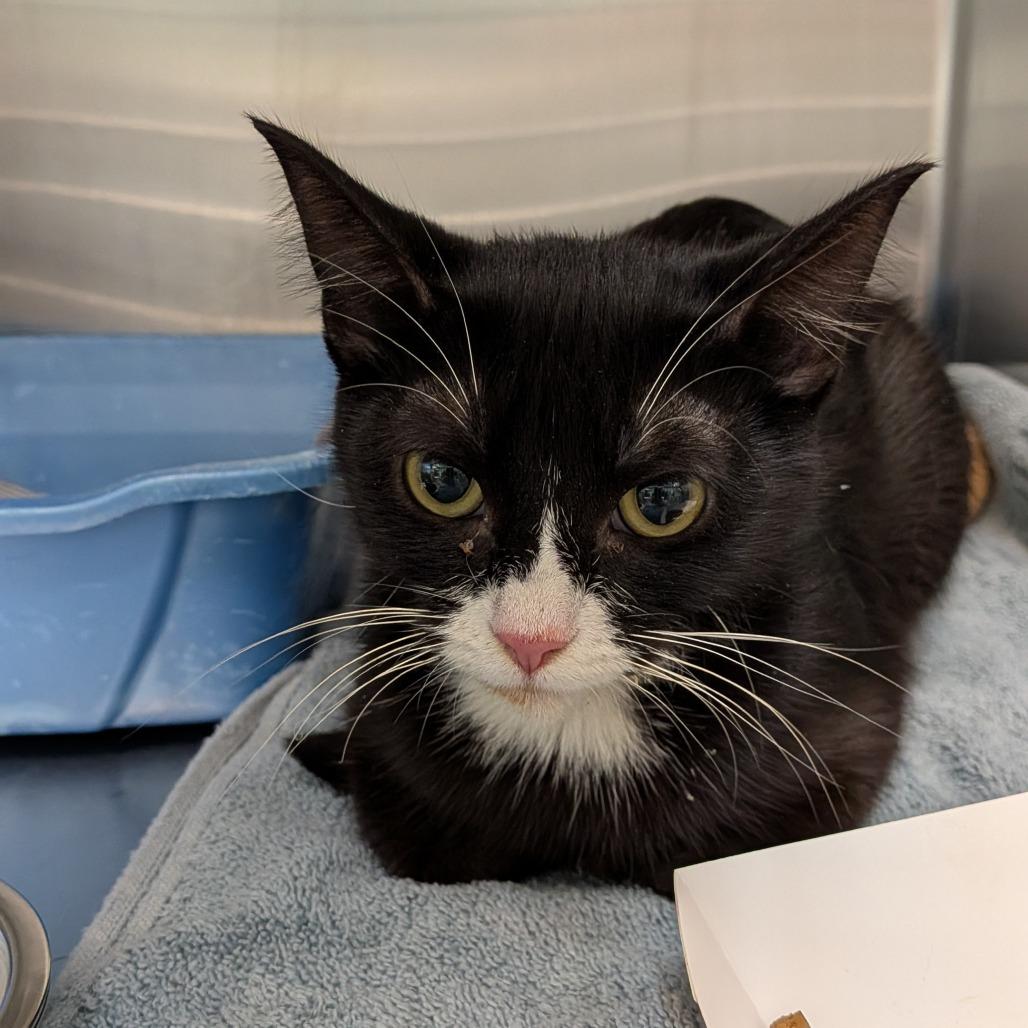Enlarge Sailor Cat Black Pearl, a Adoptable Domestic Short Hair in Tacoma, WA image 1/1