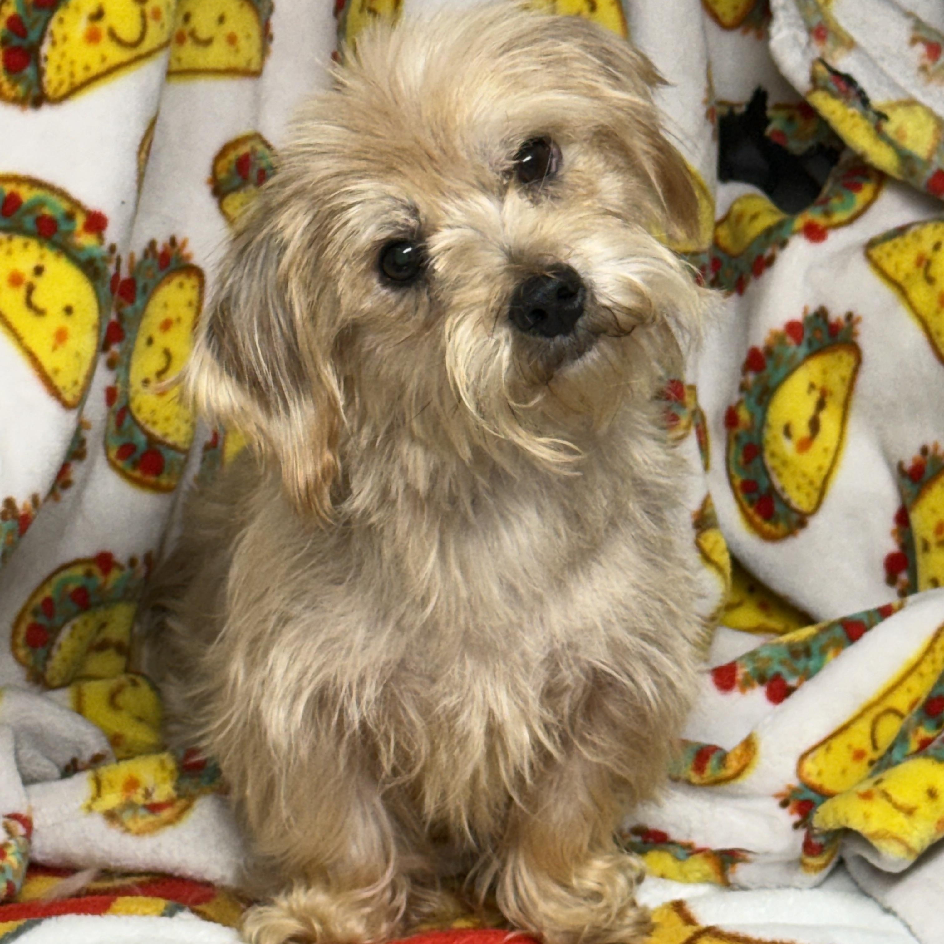 Gingerbread thumbnail 2