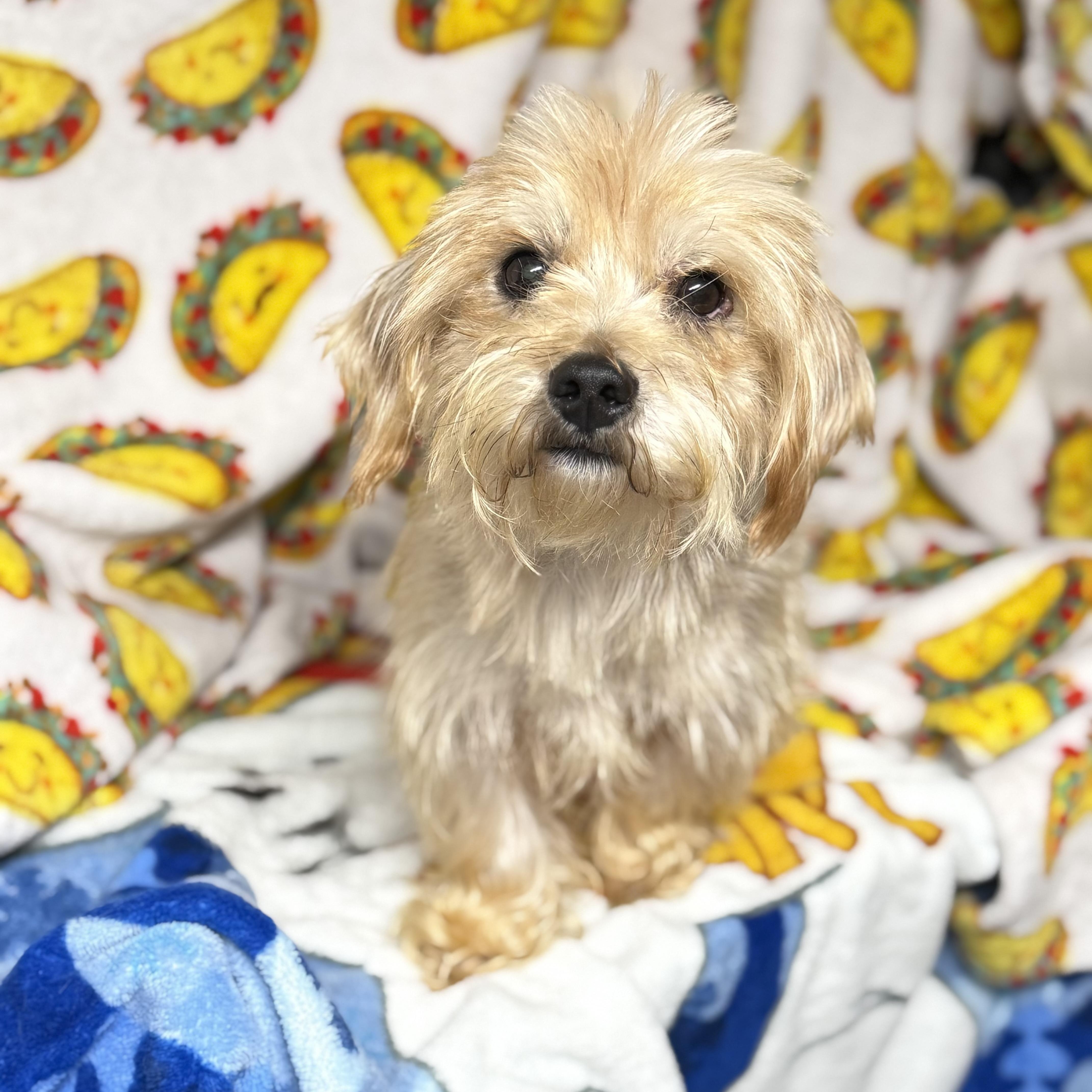 Gingerbread thumbnail 3