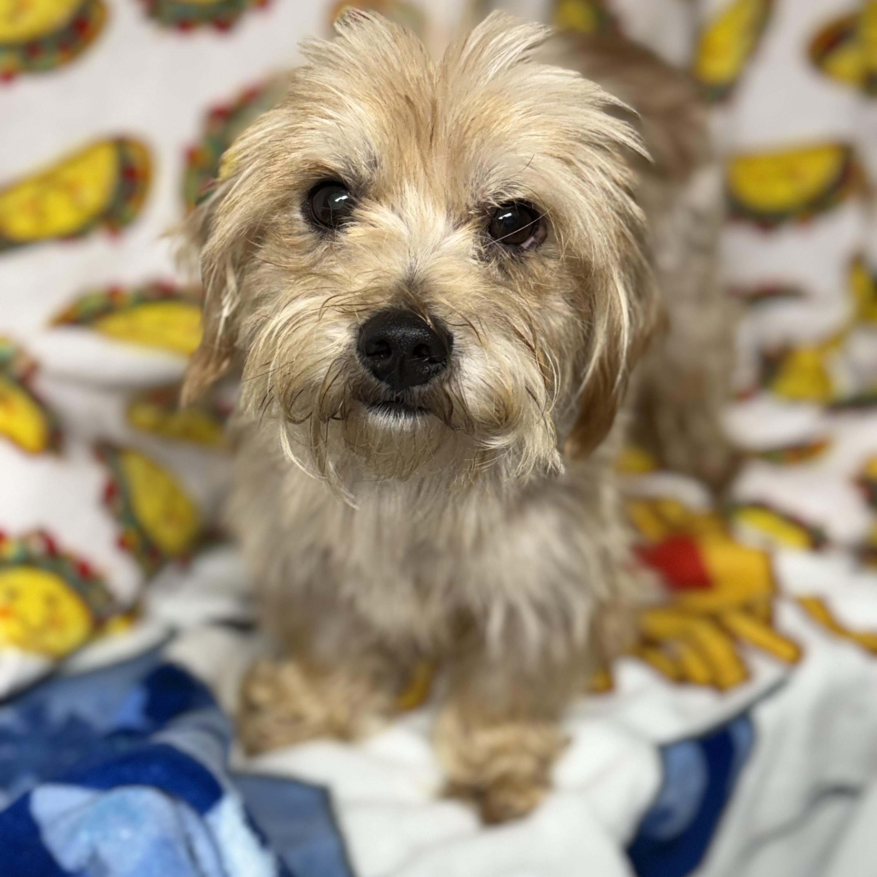 Gingerbread thumbnail 4