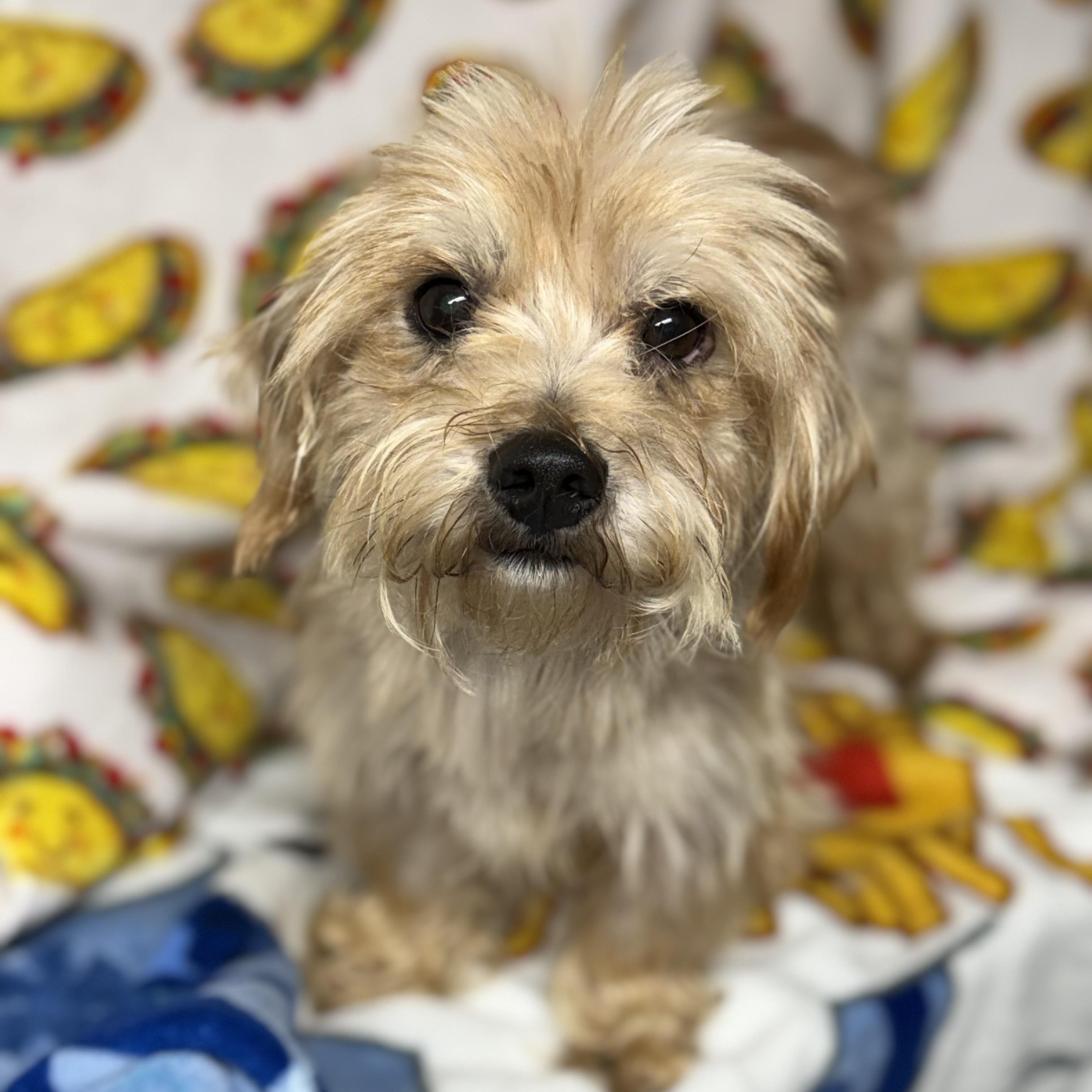 Gingerbread thumbnail 6