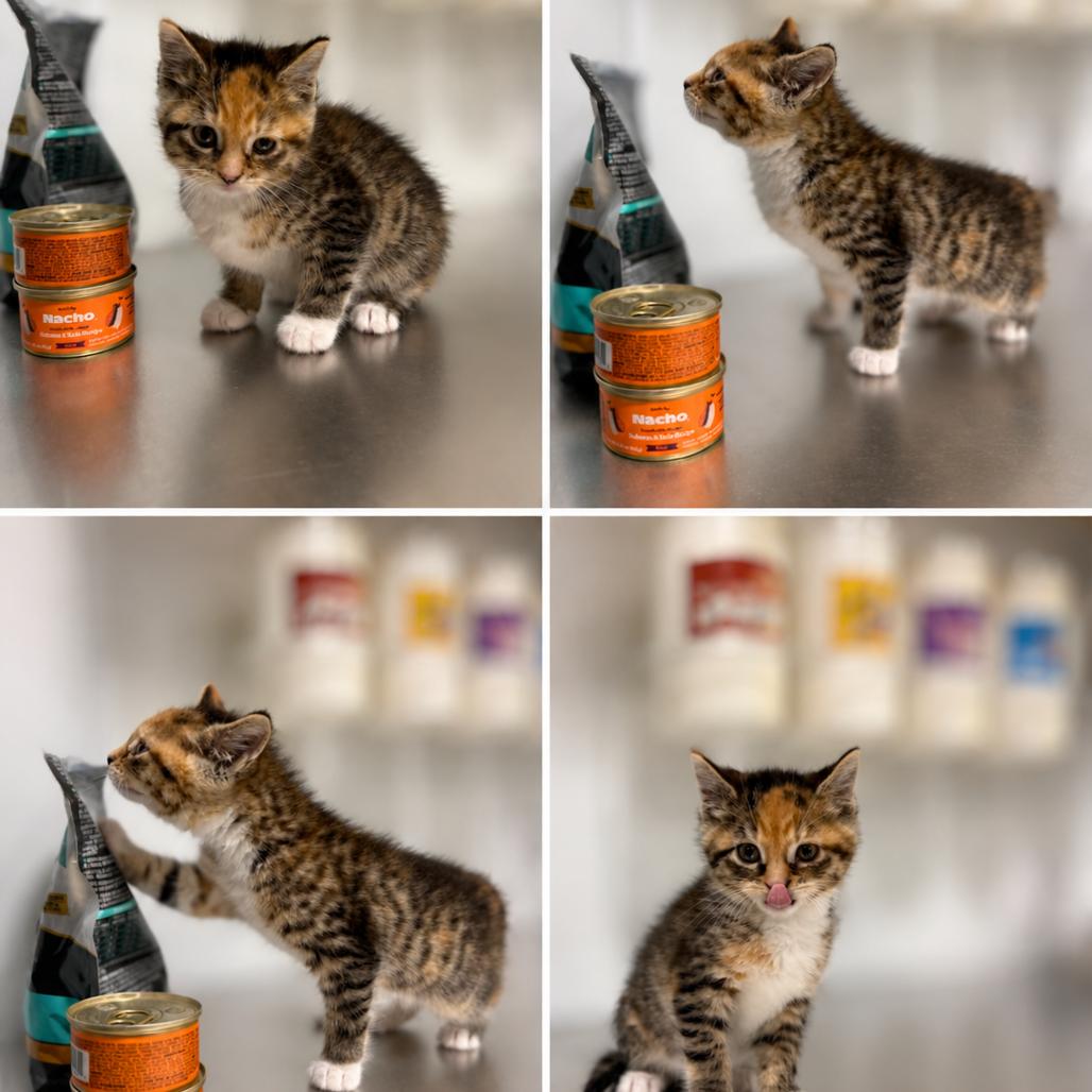 Honey, Adoptable, Kitten Female Domestic Short Hair.