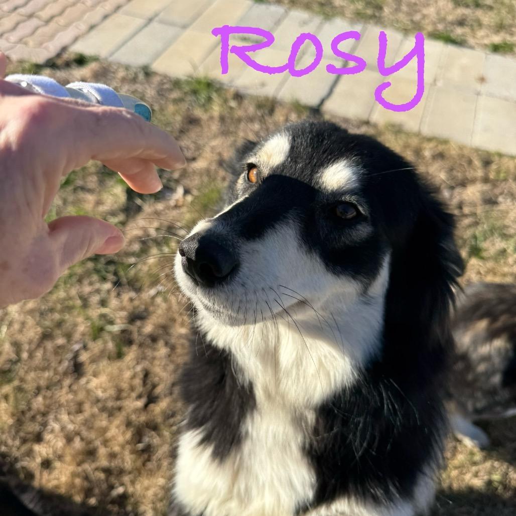 Rosy, Adoptable, Adult Female Alaskan Malamute & Mixed Breed.
