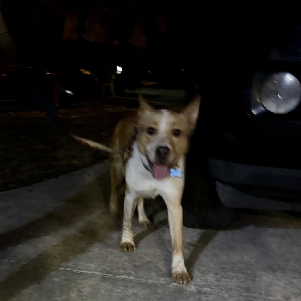 Apollo/Rusty, Adoptable, Adult Male Australian Cattle Dog / Blue Heeler & Mixed Breed.