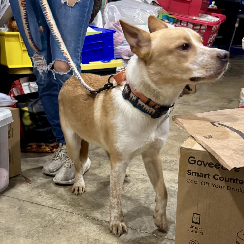 Enlarge Apollo/Rusty, a Adoptable mixed breed in North Port, FL image 2/6