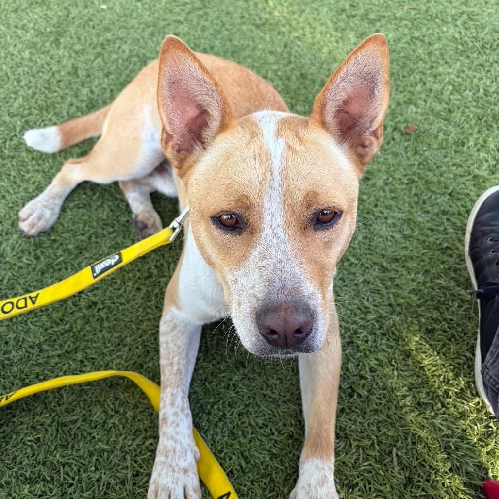 Enlarge Apollo/Rusty, a Adoptable mixed breed in North Port, FL image 3/6