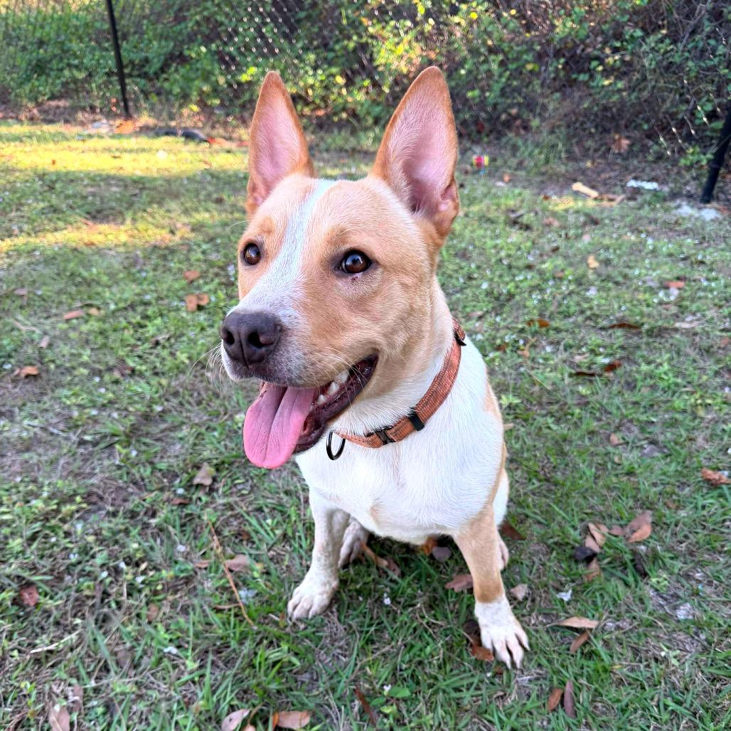 Enlarge Apollo/Rusty, a Adoptable mixed breed in North Port, FL image 4/6