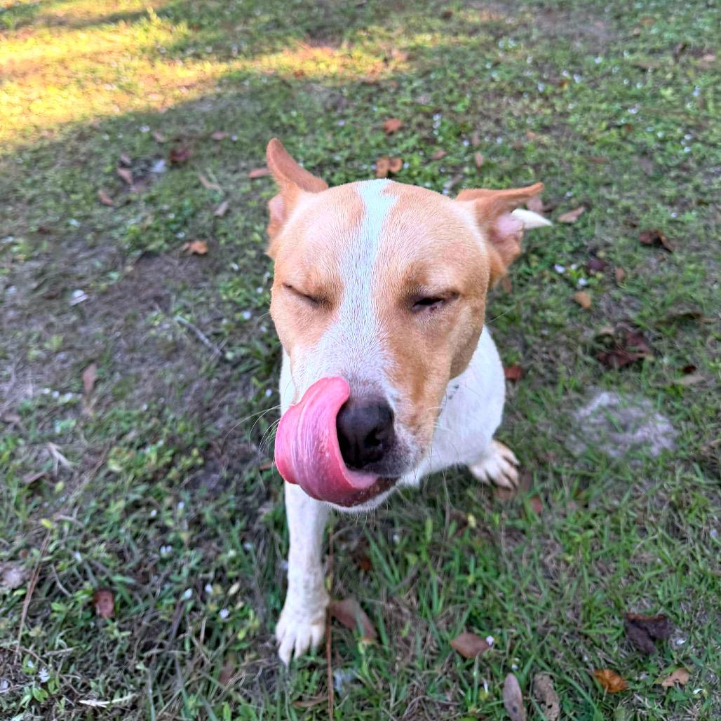 Enlarge Apollo/Rusty, a Adoptable mixed breed in North Port, FL image 5/6