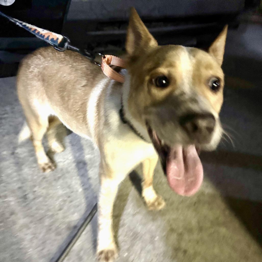 Enlarge Apollo/Rusty, a Adoptable mixed breed in North Port, FL image 6/6