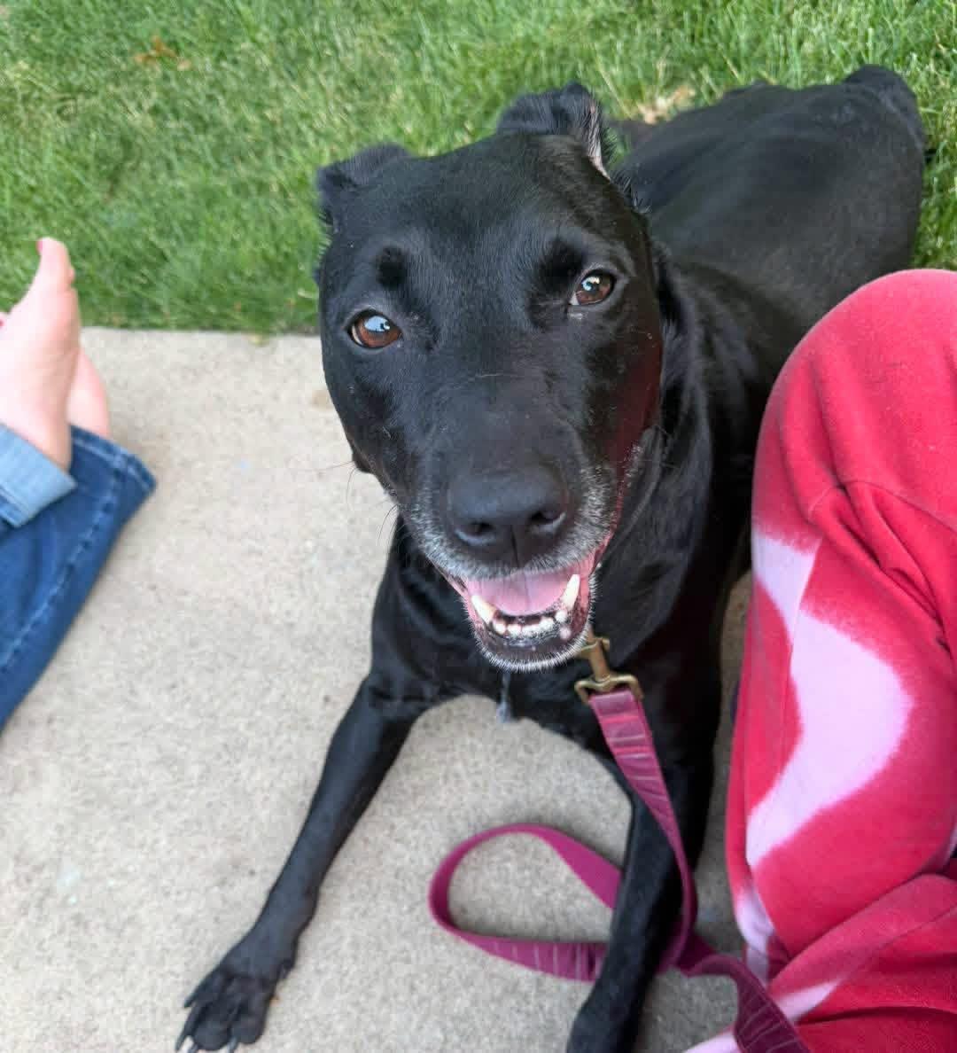 clover, Adoptable, Adult Female Black Labrador Retriever.