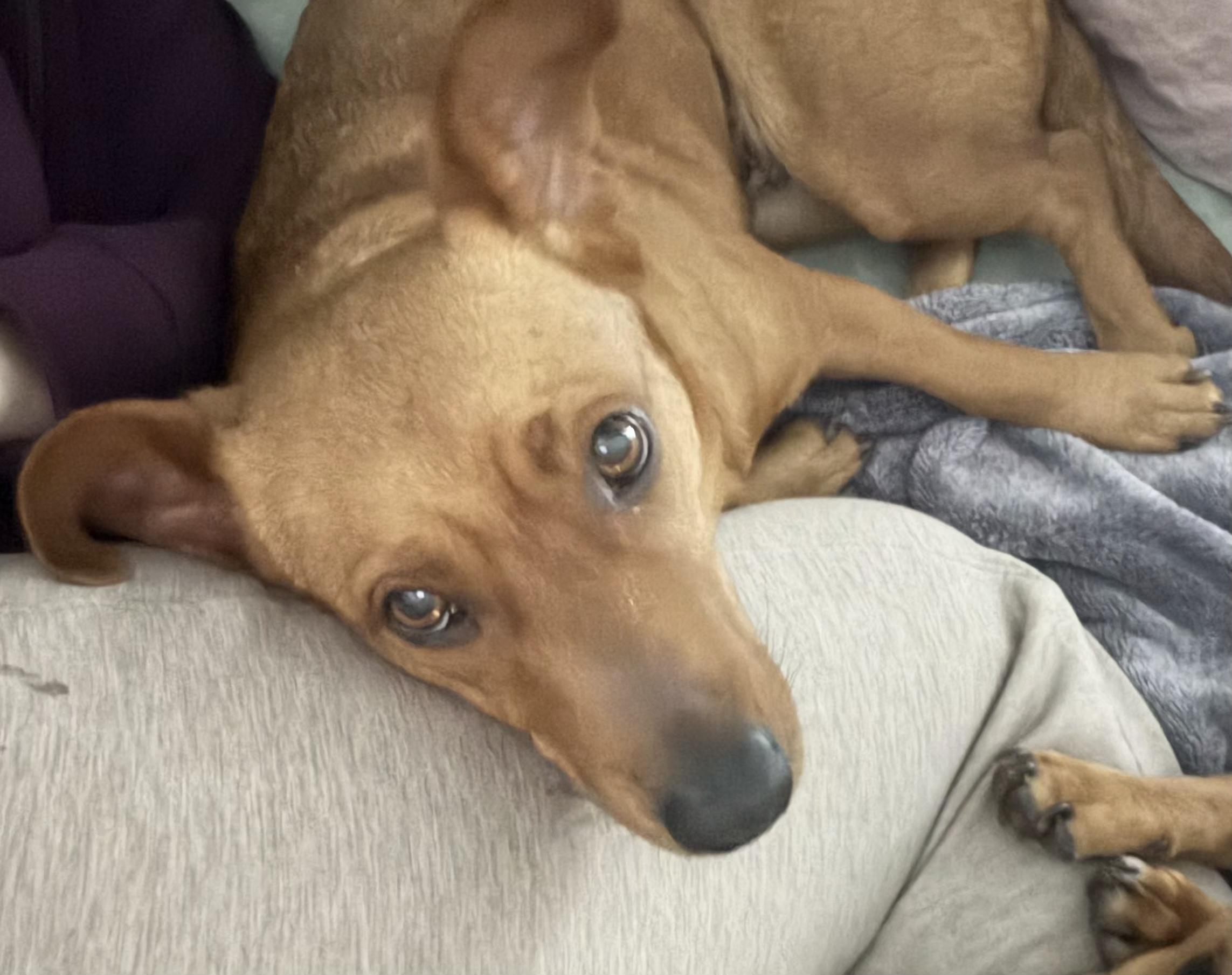 Ruby - Velcro Alert!!, Adoptable, Adult Female Dachshund & Mixed Breed.