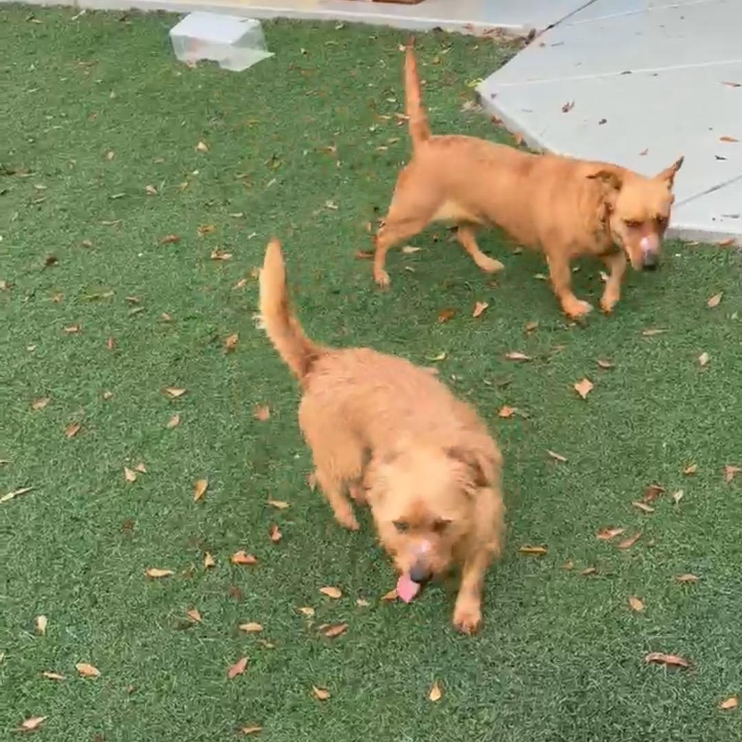 Enlarge Ruby - Absolute Sweetheart! Loves her Brother Toto!, a Adoptable mixed breed in Buford, GA image 5/6