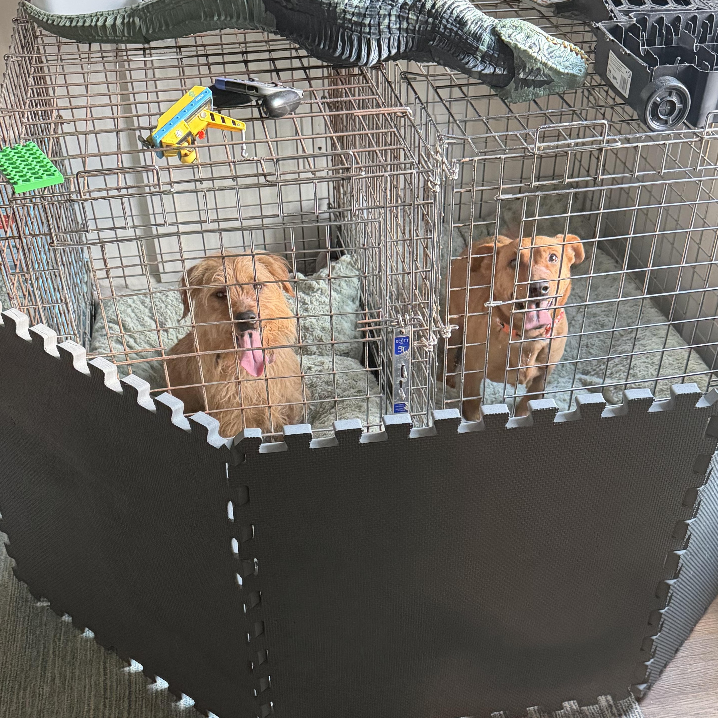 Enlarge Ruby - Absolute Sweetheart! Loves her Brother Toto!, a Adoptable mixed breed in Buford, GA image 3/6