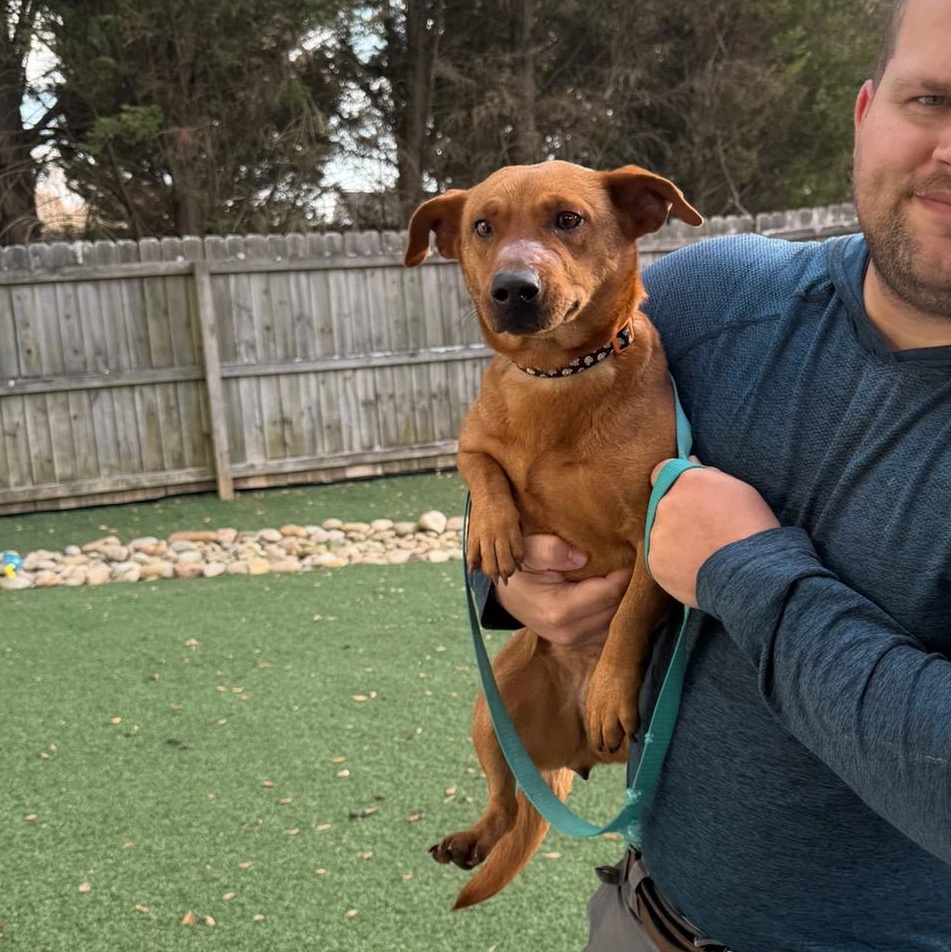 Ruby - Absolute Sweetheart! Loves her Brother Toto!, Adoptable, Adult Female Dachshund & Mixed Breed.