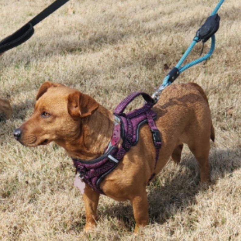 Enlarge Ruby - Velcro Alert!!, a Adoptable mixed breed in Buford, GA image 2/6