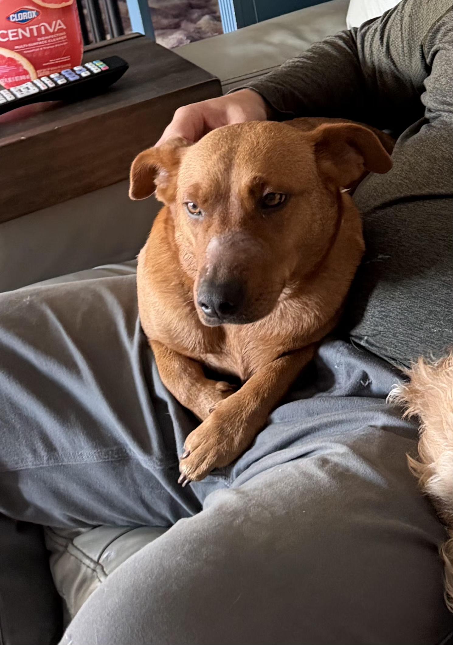 Enlarge Ruby - Absolute Sweetheart! Loves her Brother Toto!, a Adoptable mixed breed in Buford, GA image 2/6