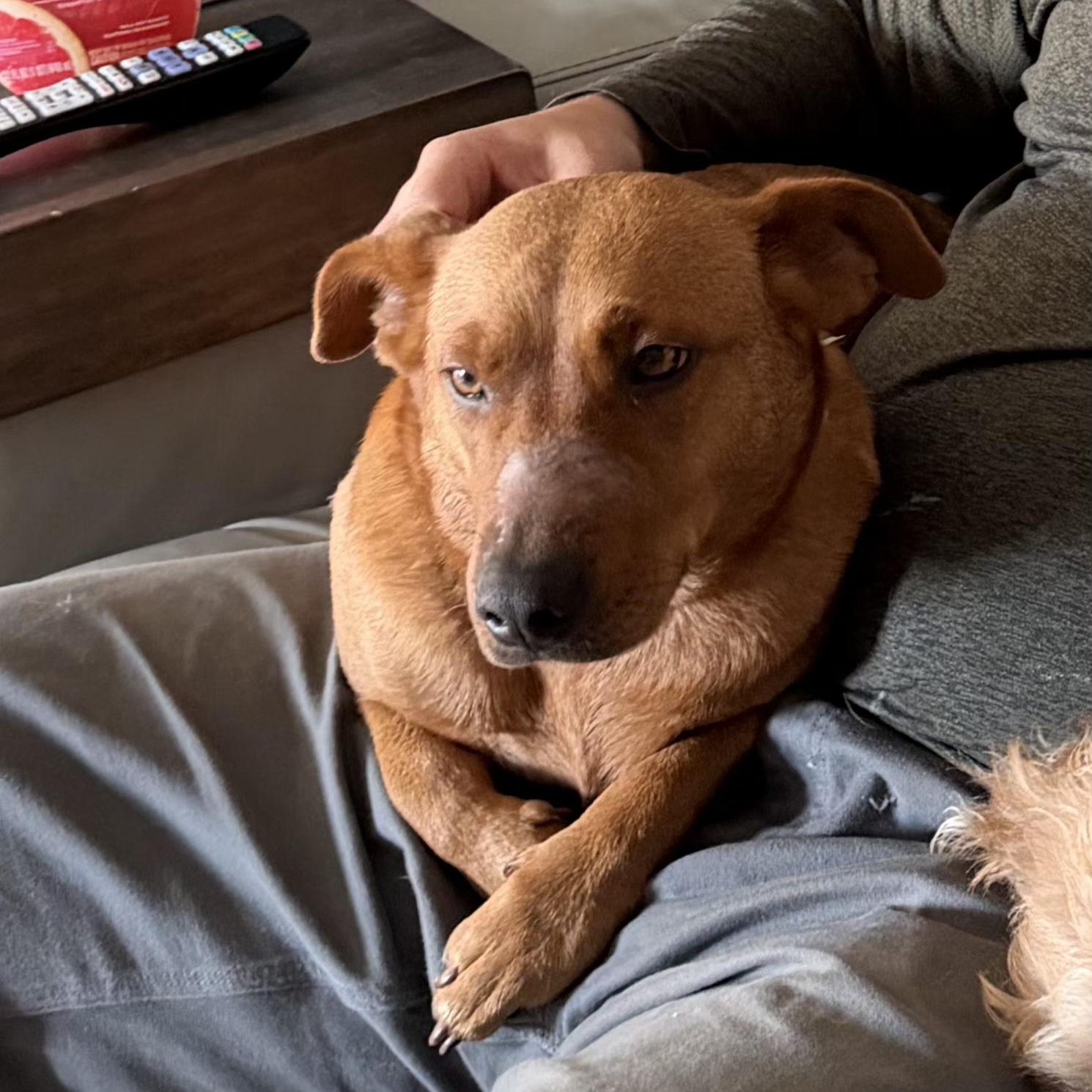 Enlarge Ruby - Velcro Alert!!, a Adoptable mixed breed in Buford, GA image 5/6