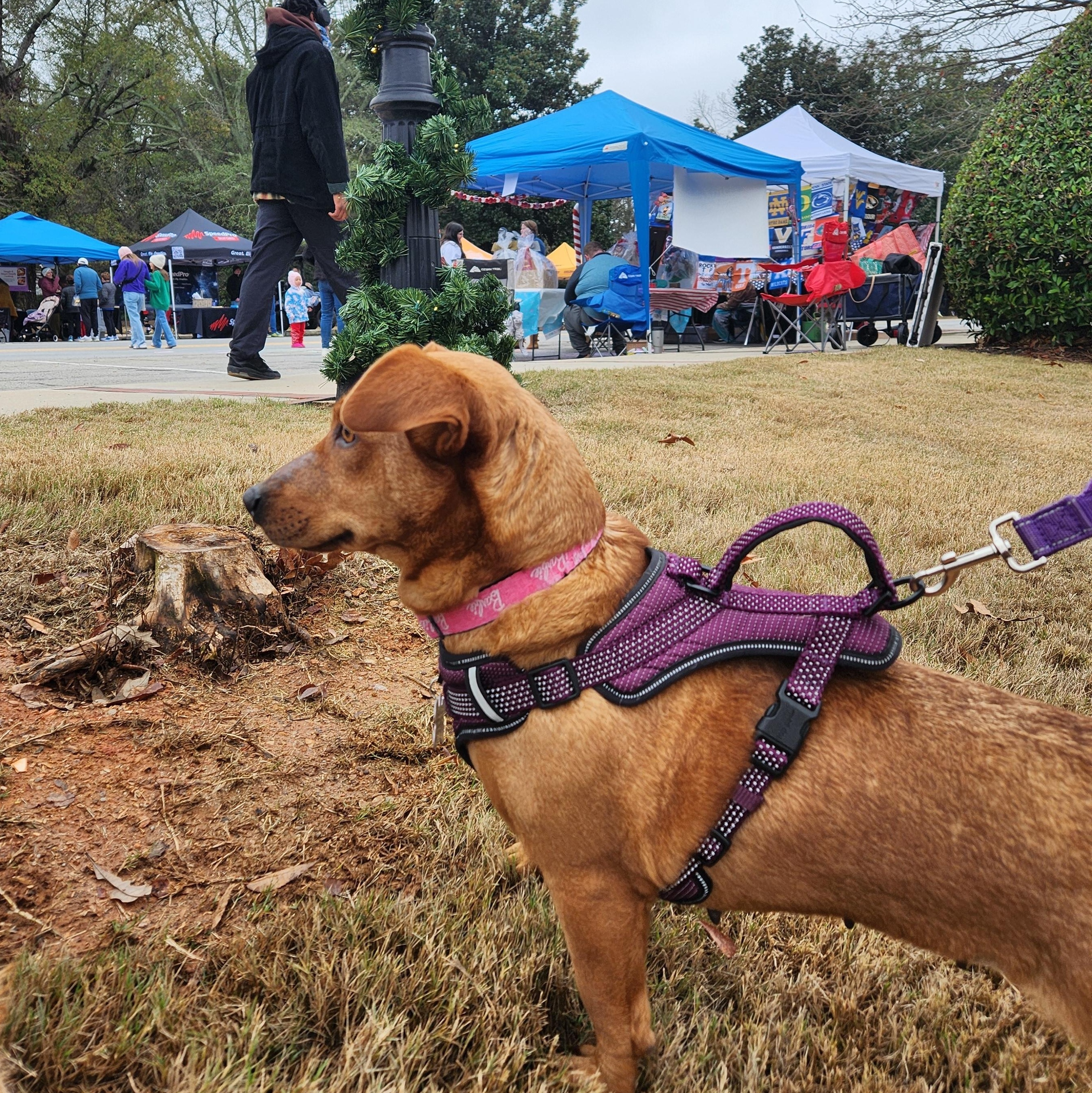 Ruby - Velcro Alert!!, a Adoptable mixed breed in Buford, GA image 3/6