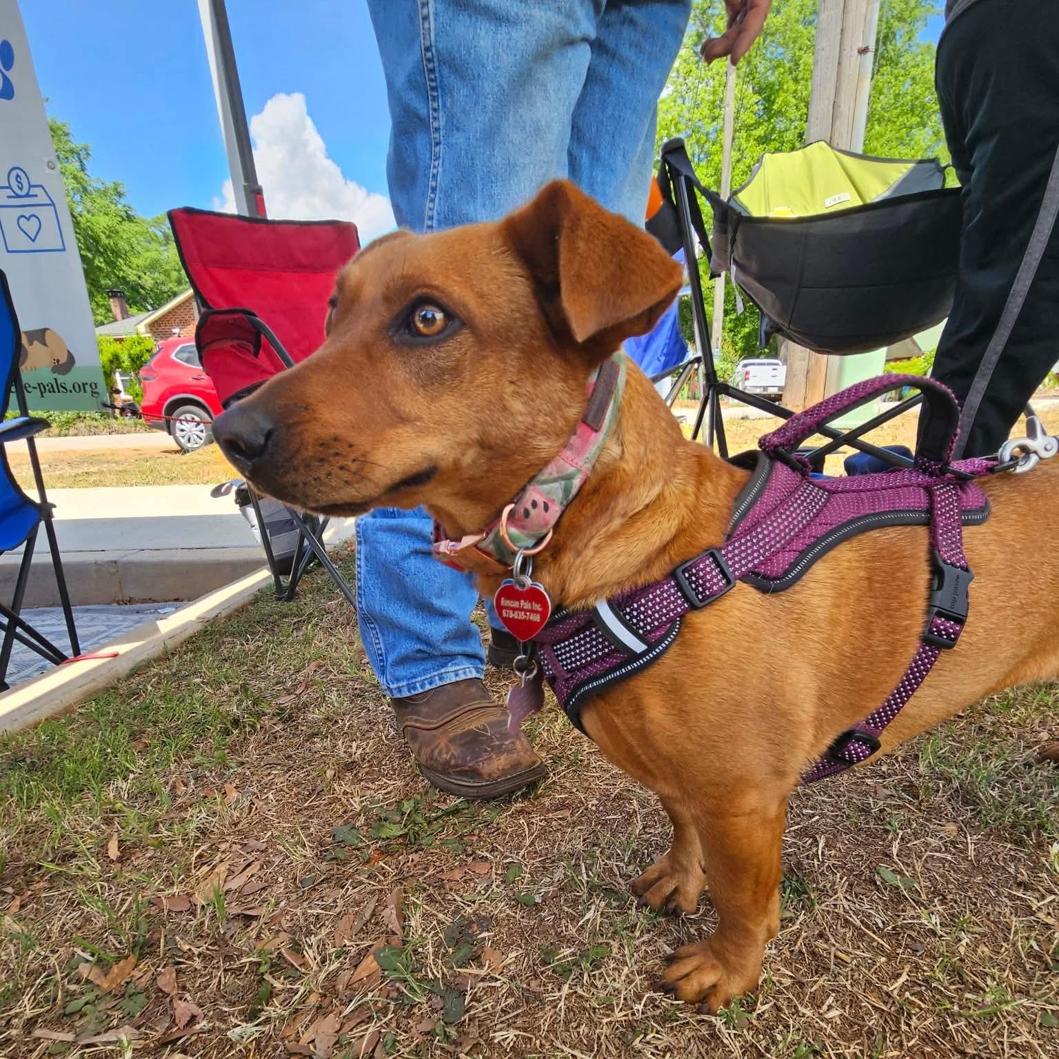 Ruby - Velcro Alert!!, Adoptable, Adult Female Dachshund & Mixed Breed.