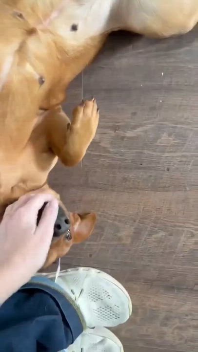 Enlarge Ruby - Velcro Alert!!, a Adoptable mixed breed in Buford, GA video 6/6