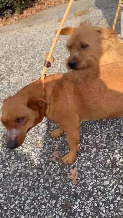 Enlarge Ruby - Absolute Sweetheart! Loves her Brother Toto!, a Adoptable mixed breed in Buford, GA video 6/6