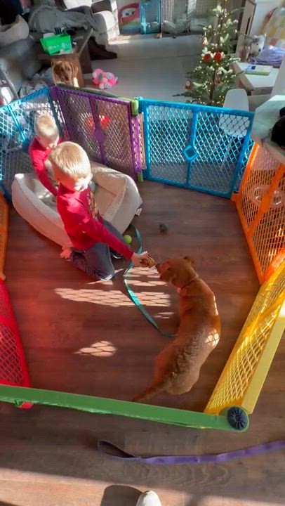 Enlarge Ruby - Absolute Sweetheart! Loves her Brother Toto!, a Adoptable mixed breed in Buford, GA video 4/6