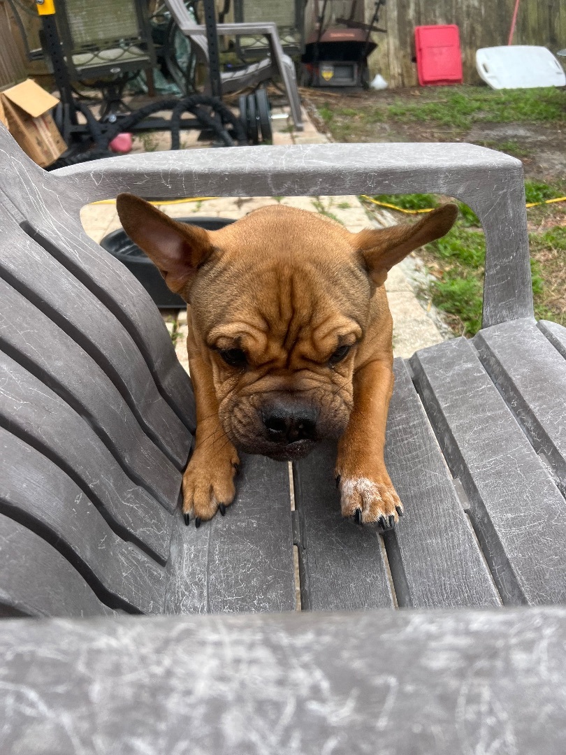 Dimitri, Adoptable, Puppy Male English Bulldog & Miniature Bull Terrier.